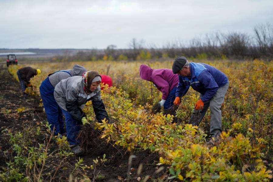 15 ноября в Молдове стартует масштабная кампания по посадке леса — принять участие могут все желающие