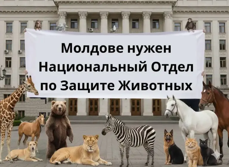 Зоозащитники просят создать в Молдове Национальный отдел по защите животных