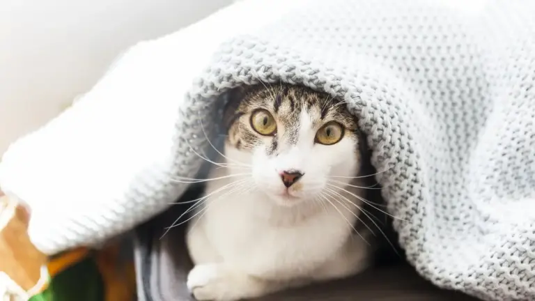 кошка под пледом