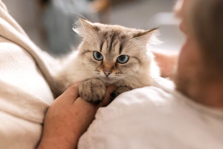 Обиженный кот
