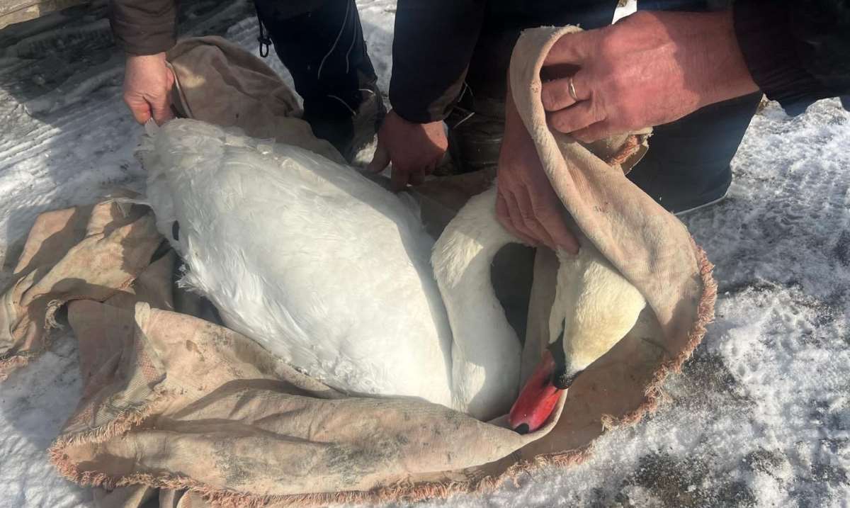 В Молдове пограничники помогли спасти замёрзшего лебедя