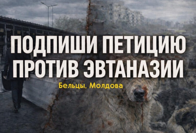В Бельцах волонтёры собирают подписи против эвтаназии бездомных животных
