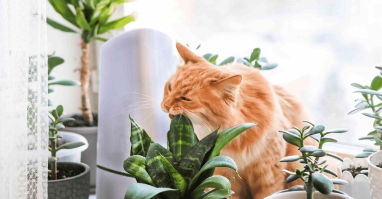 Кот грызет растения