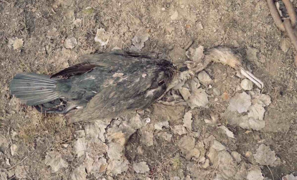 Погибших птиц заметили в Днестре в Дубоссарском районе.
Похребя