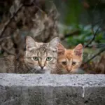Конфликт из-за кошек в Комрате перерос в публичную травлю и административное давление