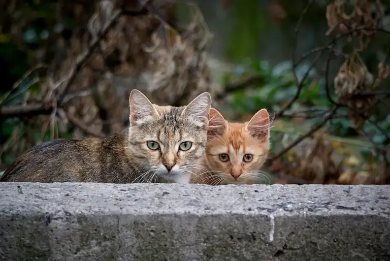 бездомные кошки