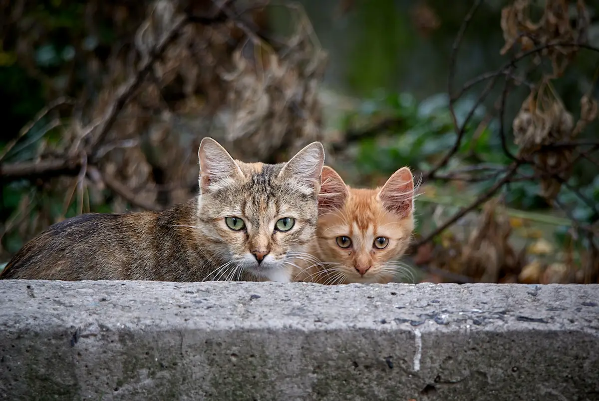 бездомные кошки
