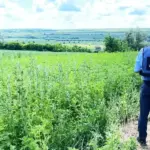 В Молдове усилили борьбу с амброзией: ANSA проводит проверки по всей стране