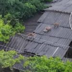В Комрате стая лис поселилась в заброшенном доме: насколько это опасно и куда обращаться