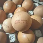 На птицефабрике в Пырлице обнаружили сальмонеллу и изымают из продажи партию яиц
