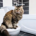 Домик или унитаз: как приучить кота к новому туалету без стресса и «аварий»