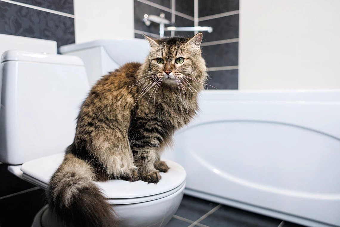 Как приучить кота к лотку
