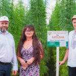 В Молдове тестируют новые сорта технической конопли и сои