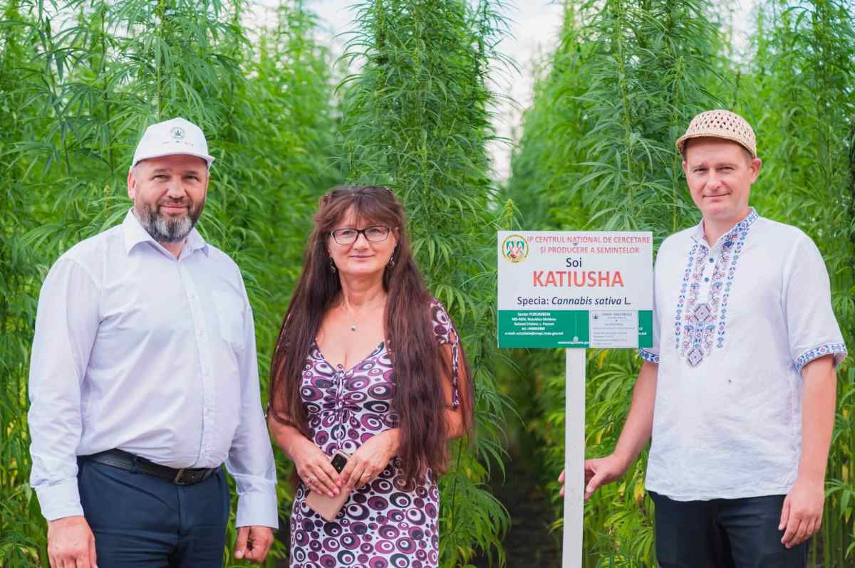 Техническая конопля и соя: в Молдове тестируют новые сорта