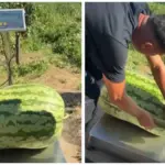 (ФОТО/ВИДЕО) Арбуз-рекордсмен вырастили в Каушанском районе
