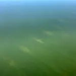 (ФОТО) На дне Дуная обнаружили уникальный древнеримский мост