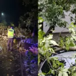 (ФОТО/ВИДЕО) Около 100 деревьев за полчаса: как сильный ветер с ливнем прошёлся по Унгенам
