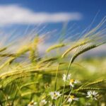 До +29°C и сильный ветер: прогноз погоды в Молдове на 12 августа