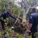 В Молдове усилили проверки из-за незаконных вырубок леса: кого проверяют инспекторы 