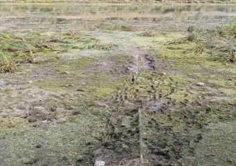 Уровень Днестра падает на севере Молдовы: есть ли угроза водоснабжению