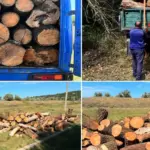 В лесхозе в Леовском районе перехватили три грузовика с нелегальной древесиной
