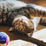 Крепость из коробок и добыча под пледом: как развлечь кошку, которой надоели игрушки 