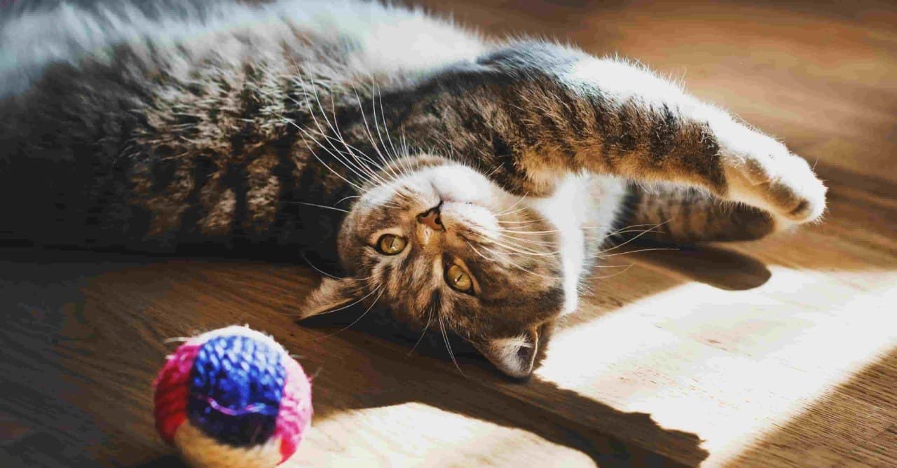 Как развлечь кошку