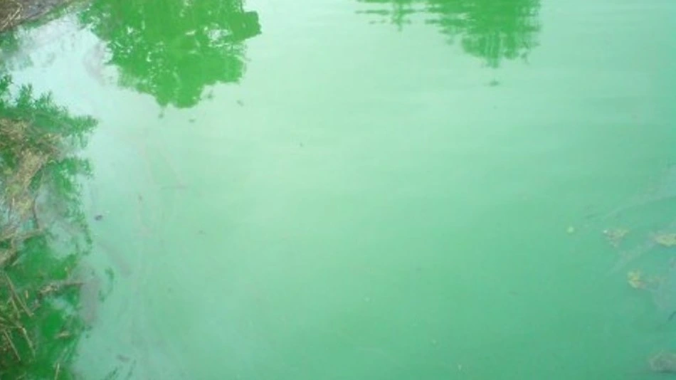 зеленая вода в озере