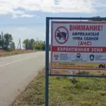 В Вулканештах ввели карантин из-за африканской чумы свиней