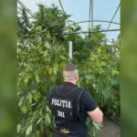 Житель Комрата оборудовал дома теплицу для выращивания конопли — у него изъяли наркотики на 1 млн леев