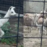 В Кишинёвском зоопарке за неделю родились три детёныша лам