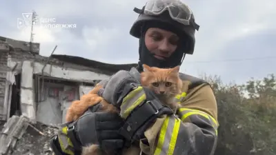 В Запорожье из-под обломков спасли кота — он не пострадал.