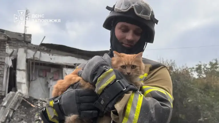 В Запорожье из-под обломков спасли кота — он не пострадал.